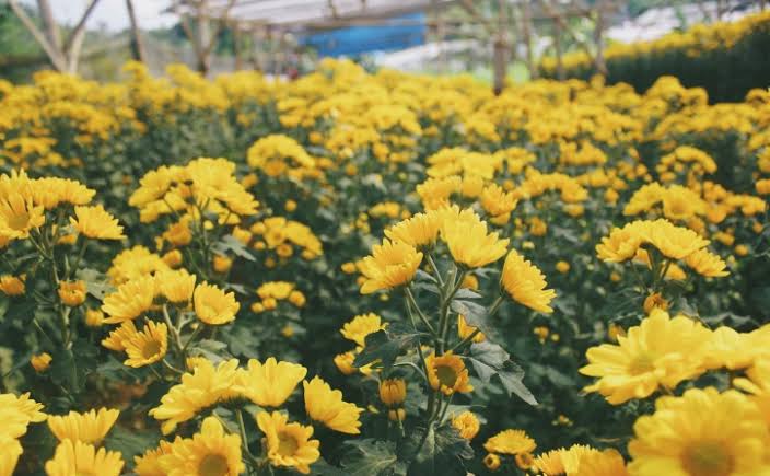 Salah satu jenis bunga yang berada di Setiya Aji Flower Farm